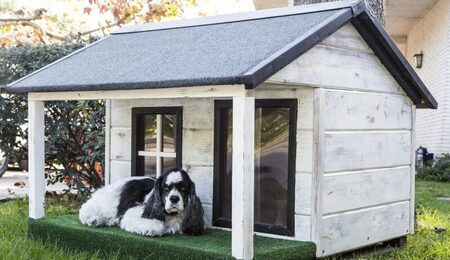 kennels-for-pets-3821854_1280-e1764745529876.jpg