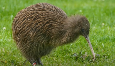 kiwi.jpg