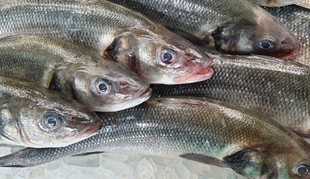 ybernardi-fish-6058274.jpg