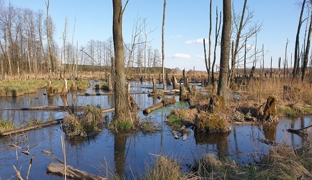 Swamp_in_Kocerany_Poland_3.jpg