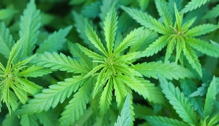 marihuana.jpg