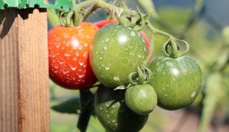 vnukko-tomatoes-2526996.jpg