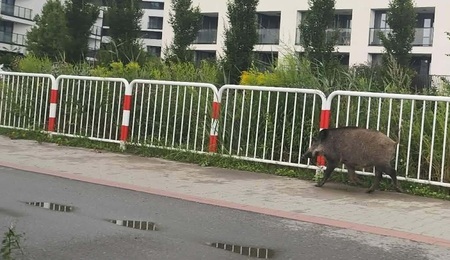 dzik.jpg