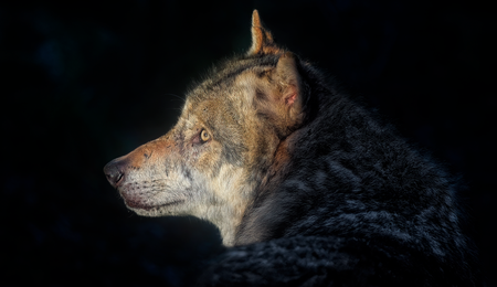ambquinn-grey-wolf-8492789_1280.png