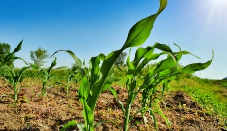 svetlozarhristov-plant-4803128.jpg