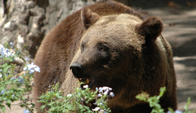 „Animalele nu pot fi protejate în detrimentul oamenilor”.  România are o problemă cu urșii și… ecologistii