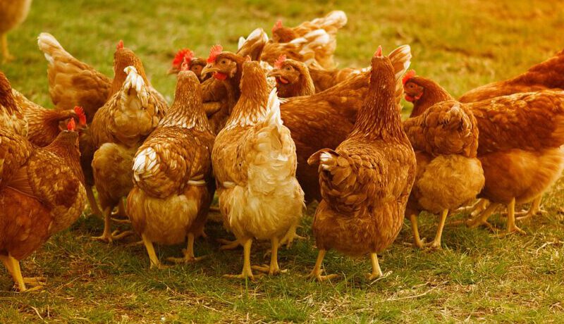 Polish poultry returns to China. The meat manufacture  has profit prospects, but it is hampered by EU policy